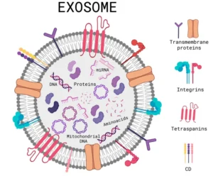 Cấu trúc của exosome