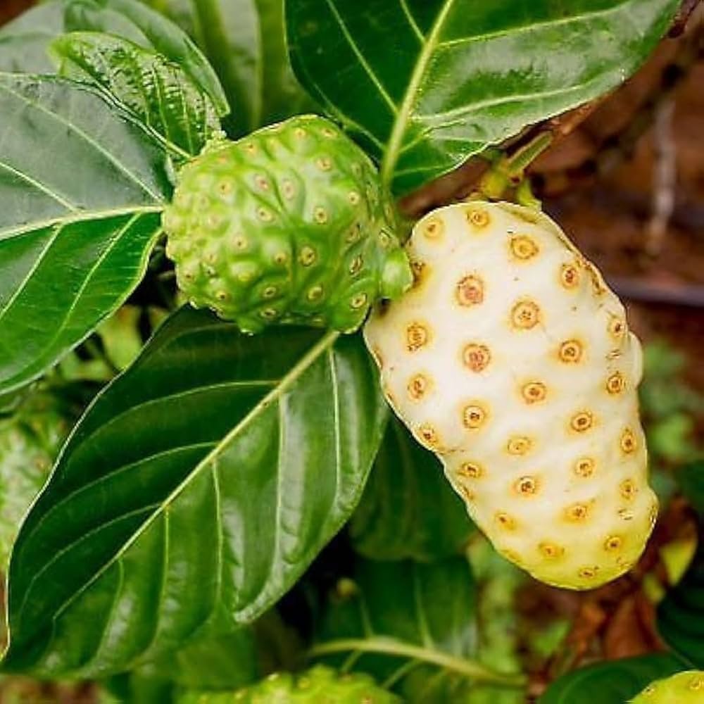 Ứng dụng noni fruit (trái nhàu) trong mỹ phẩm: mặt nạ lột khô sau 20 phút, xịt dưỡng pH 5.5